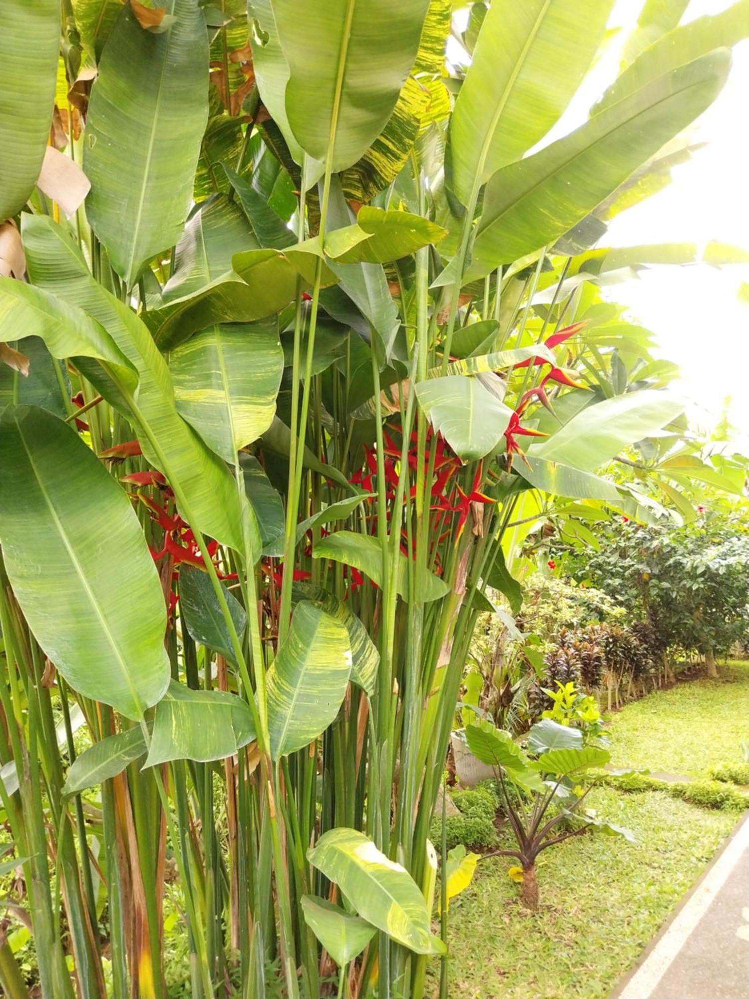 Puri Prana Guest House Ubud  Exterior photo