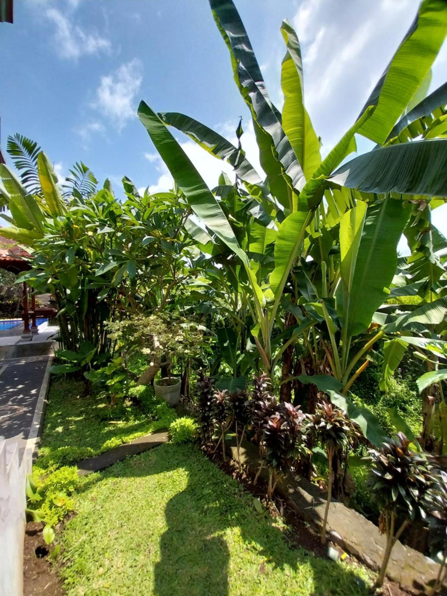 Puri Prana Guest House Ubud  Exterior photo